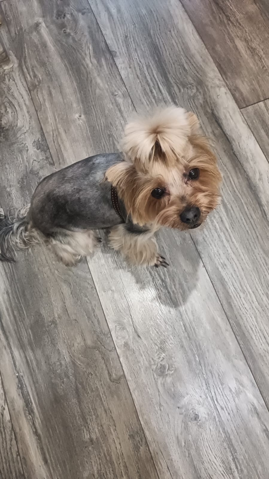 Пропала собака в Курске — фото объявления