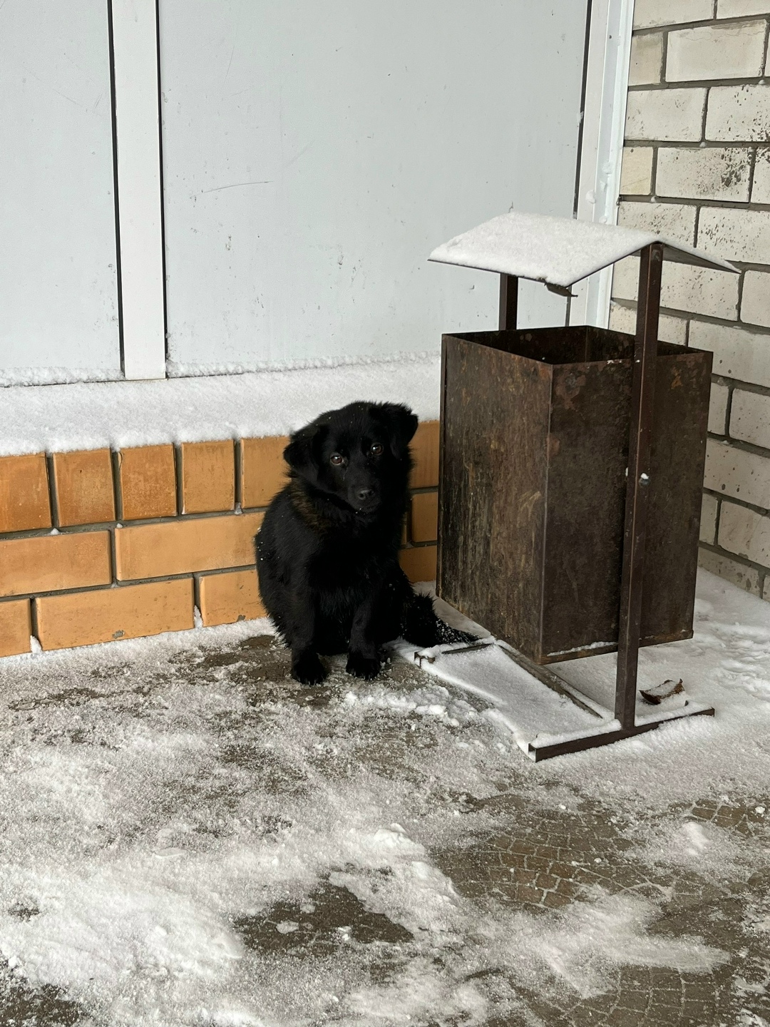 Найдена собака в Курске — фото объявления