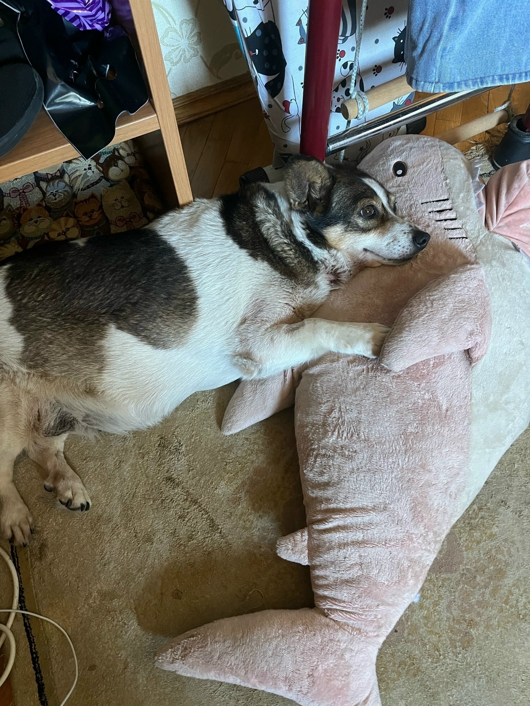 Пропала собака в Курске — фото объявления