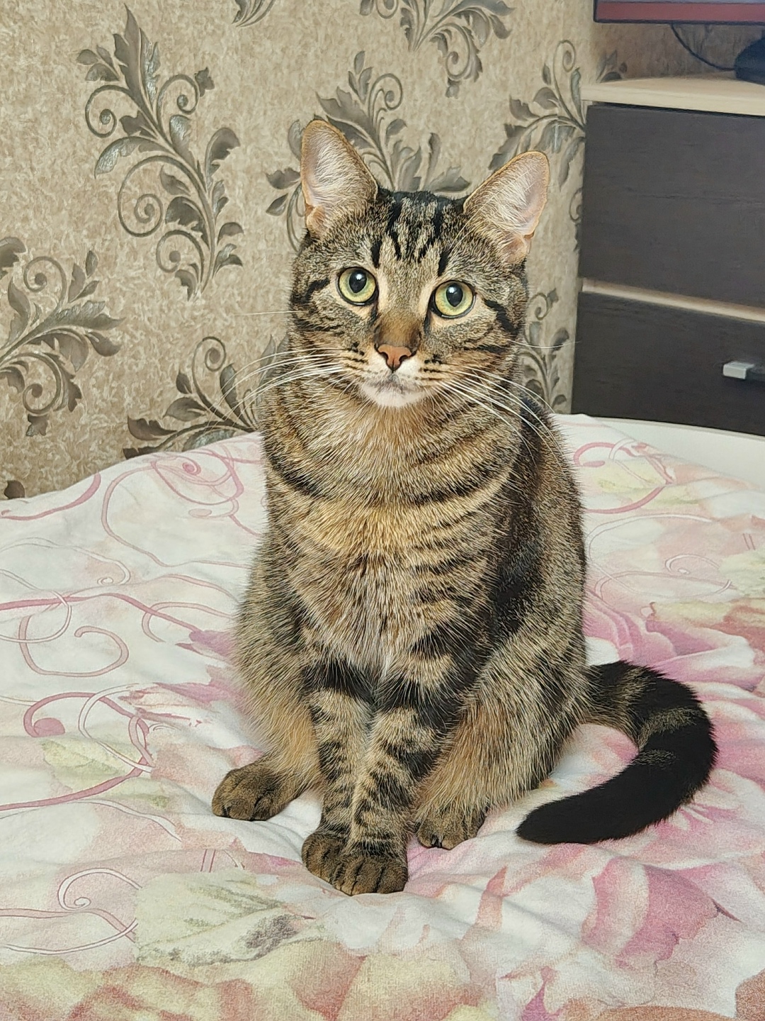 Пропала кошка в Курске — фото объявления