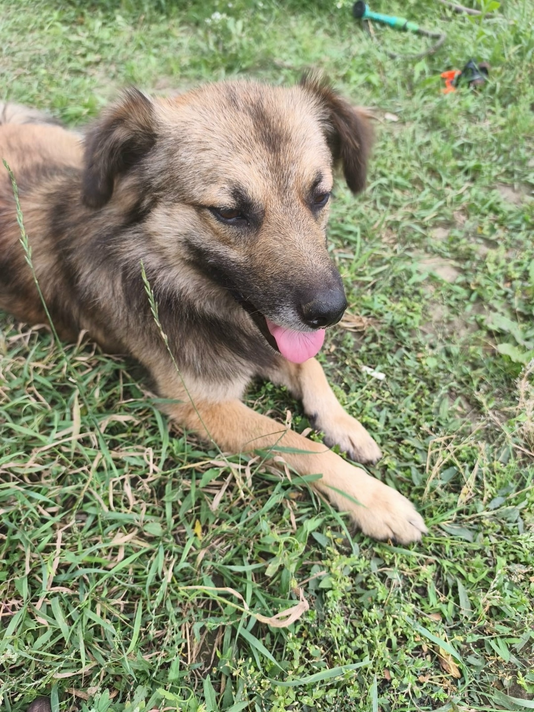 Найдена собака в Курске — фото объявления