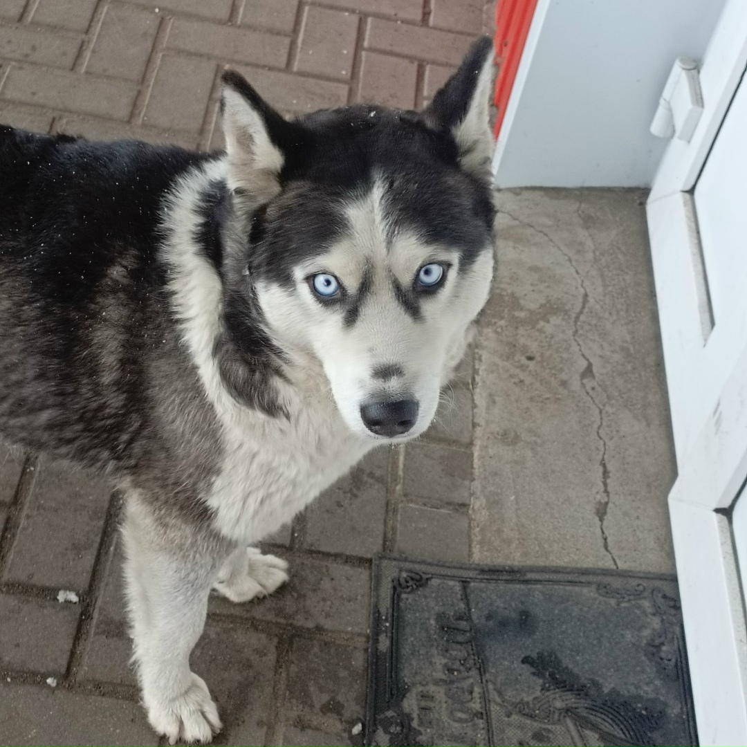 Найдена собака в Курске — фото объявления