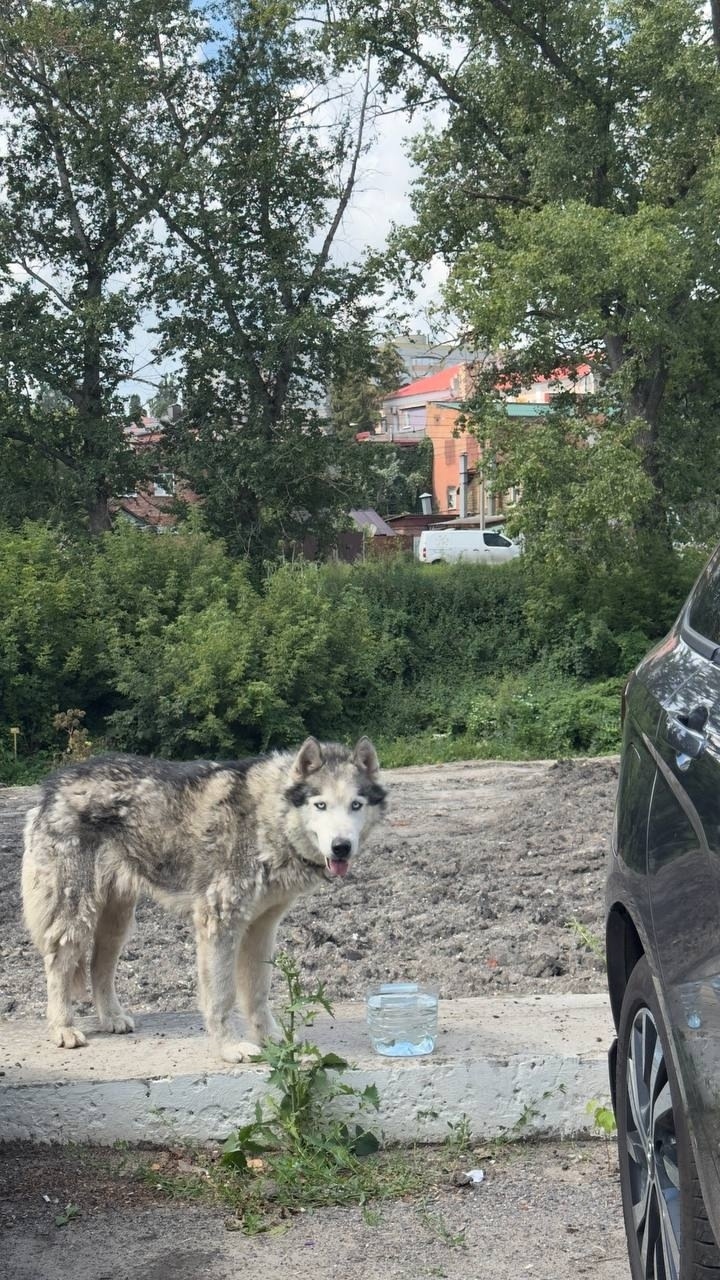 Найдена собака в Курске — фото объявления