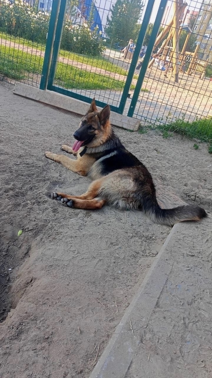 Пропала собака в Курске — фото объявления