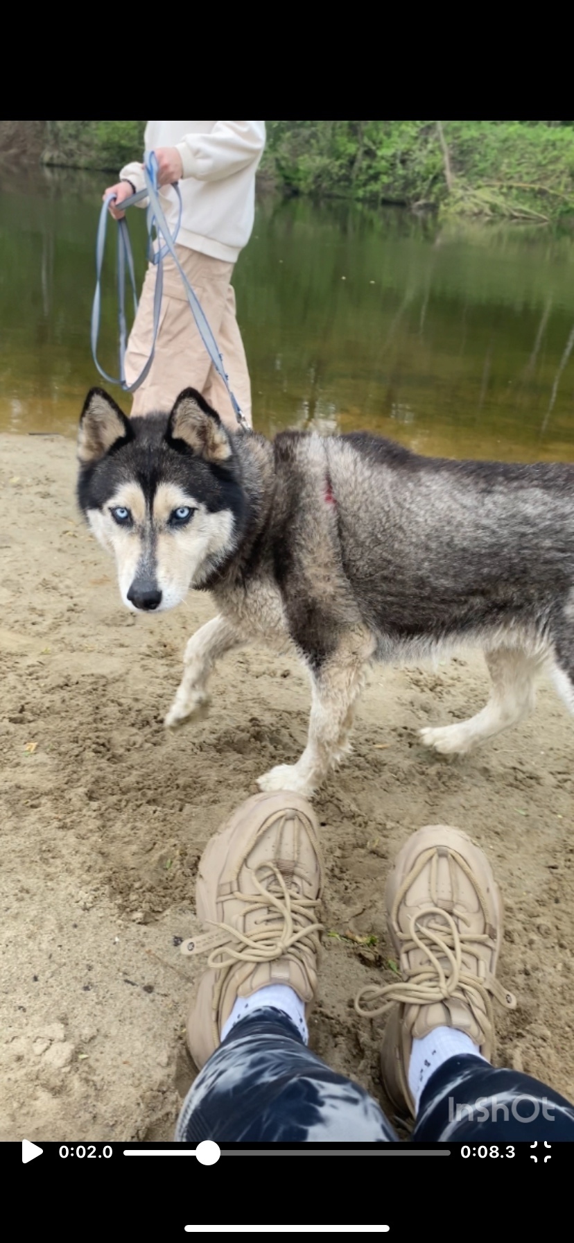 Пропала собака в Курске — фото объявления