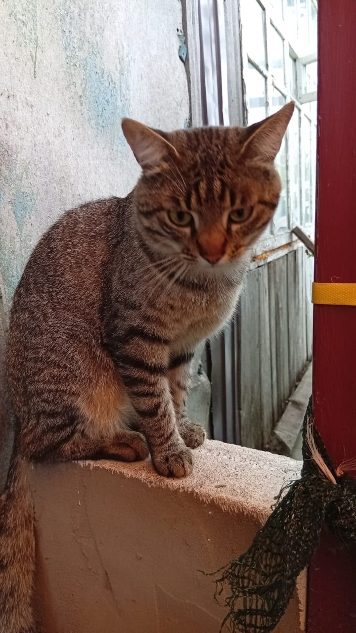 Пропала кошка в Курске — фото объявления