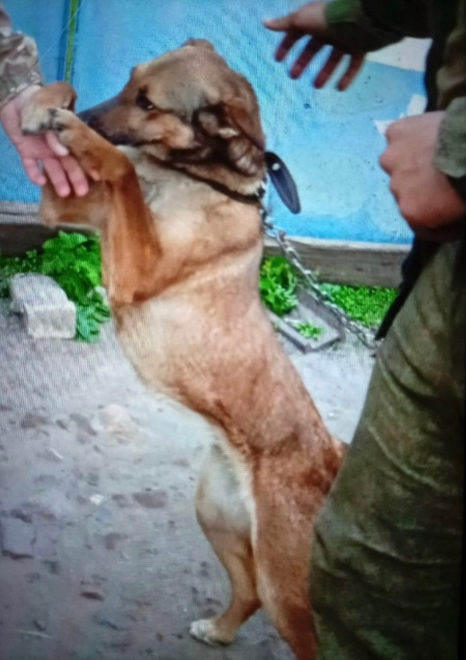 Пропала собака в Курске — фото объявления