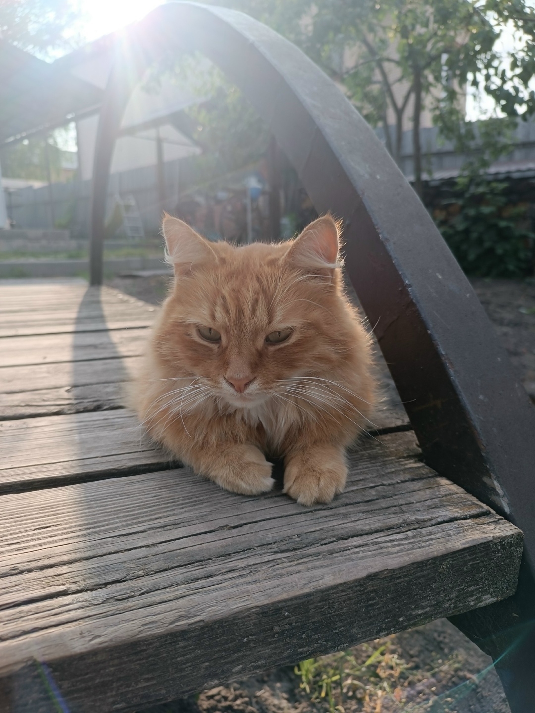 Пропала кошка в Курске — фото объявления