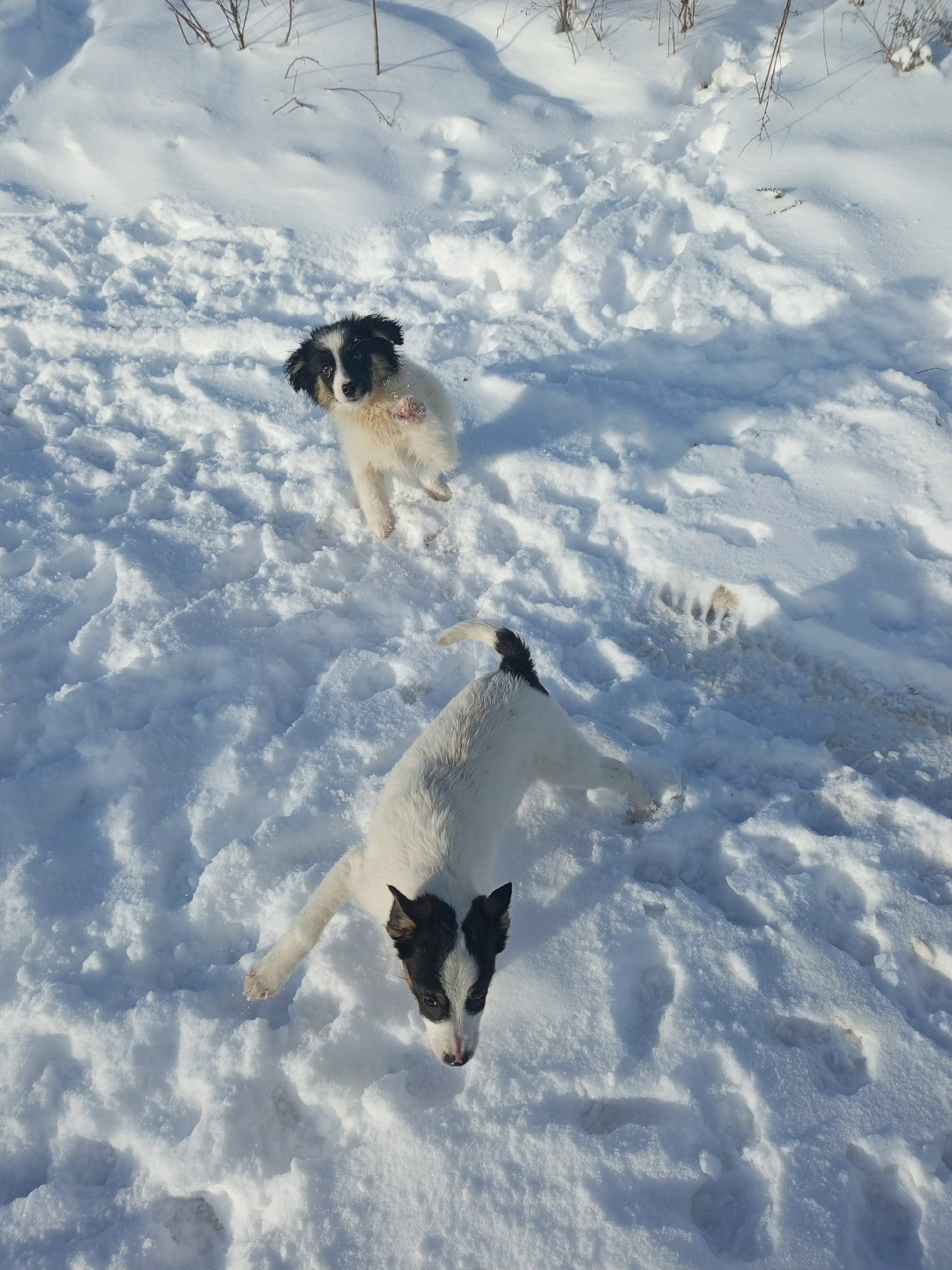 Найдена собака в Курске — фото объявления