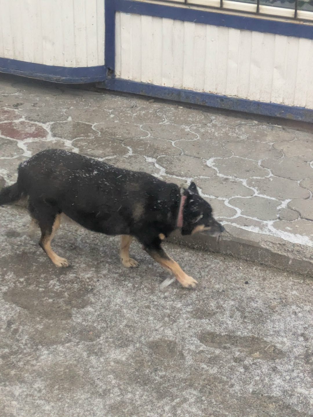 Пропала собака в Курске — фото объявления