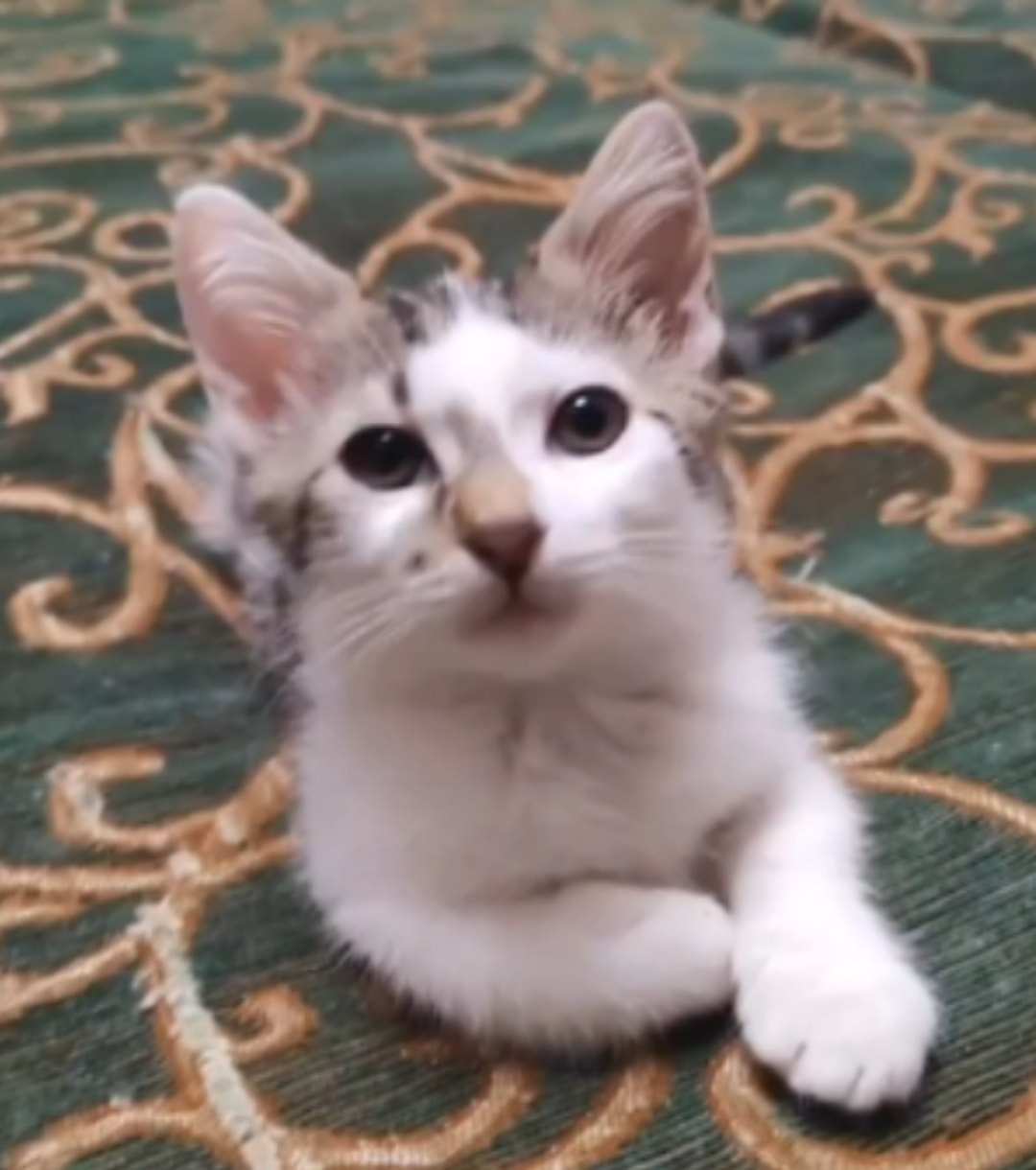 Пропала кошка в Курске — фото объявления