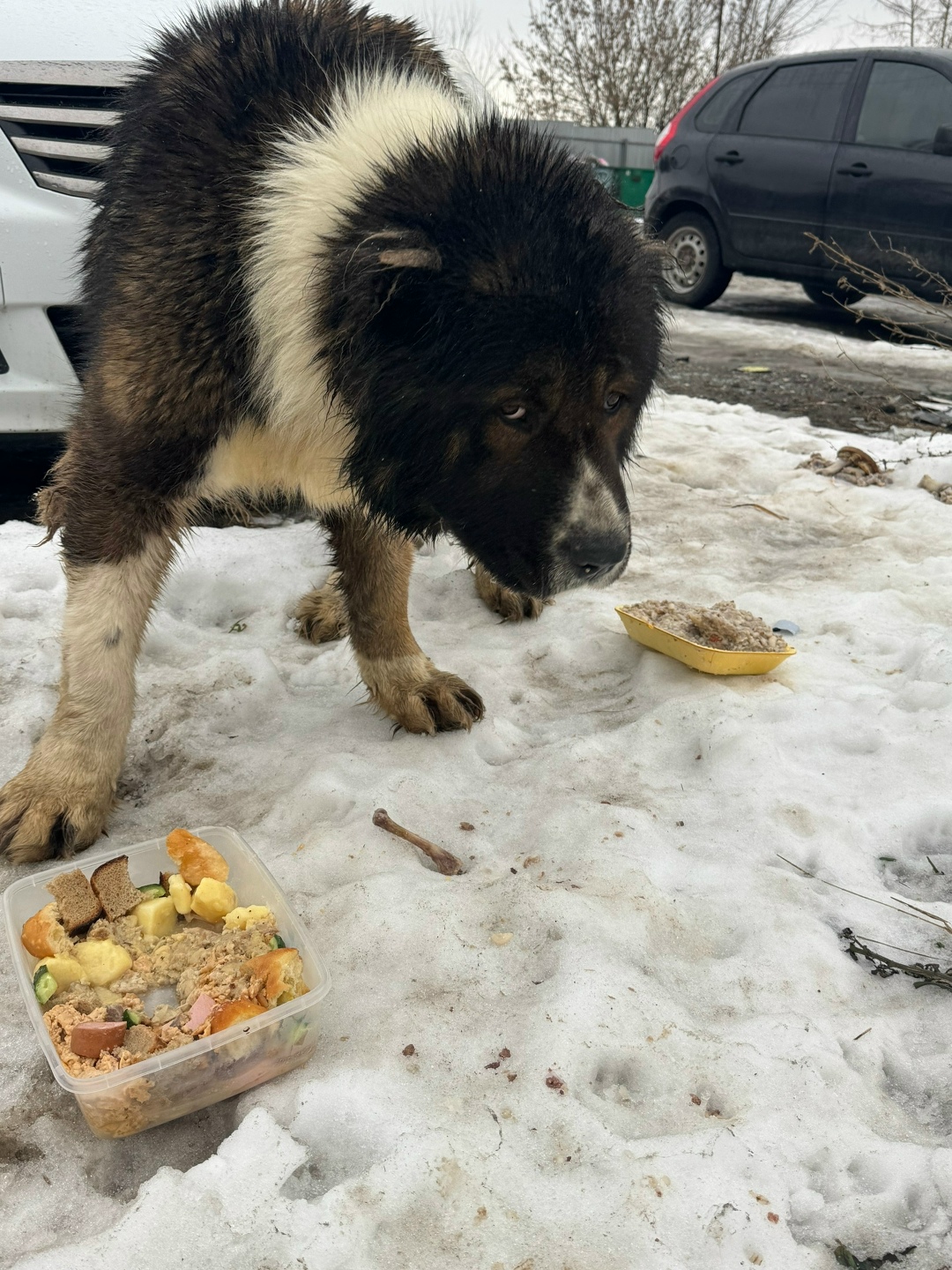 Пропала собака в Курске — фото объявления