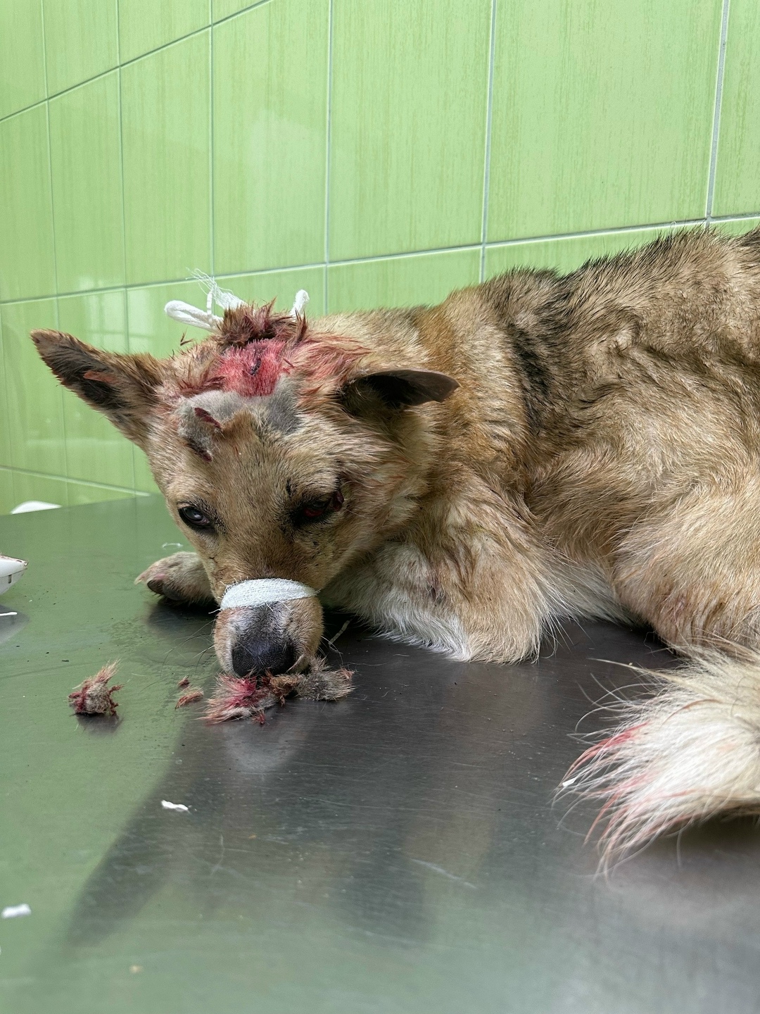 Пропала собака в Курске — фото объявления