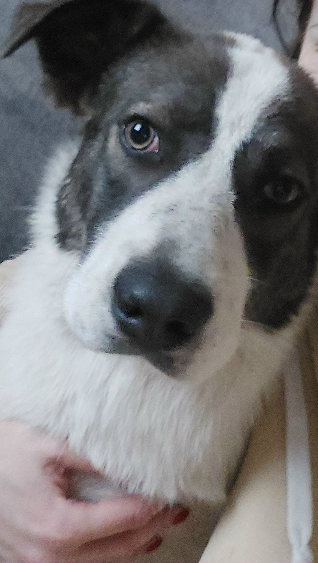 Пропала собака в Курске — фото объявления