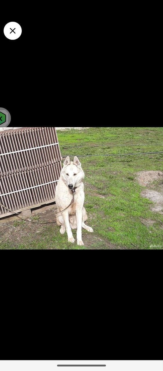 Пропала собака в Курске — фото объявления