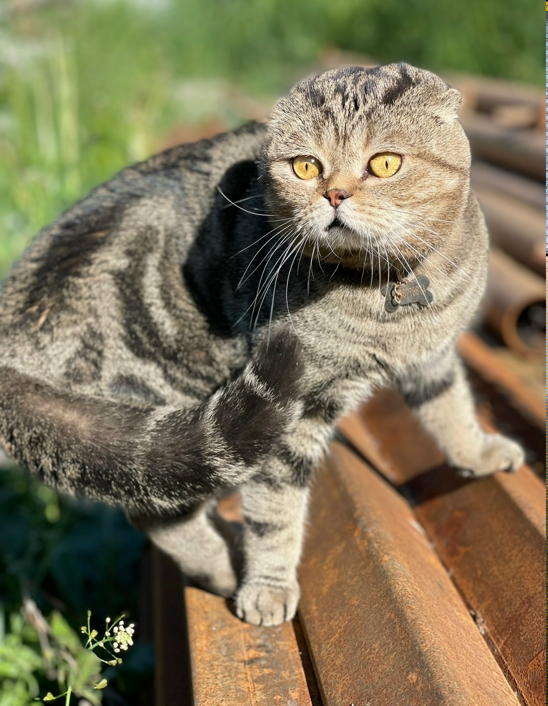 Пропала кошка в Курске — фото объявления