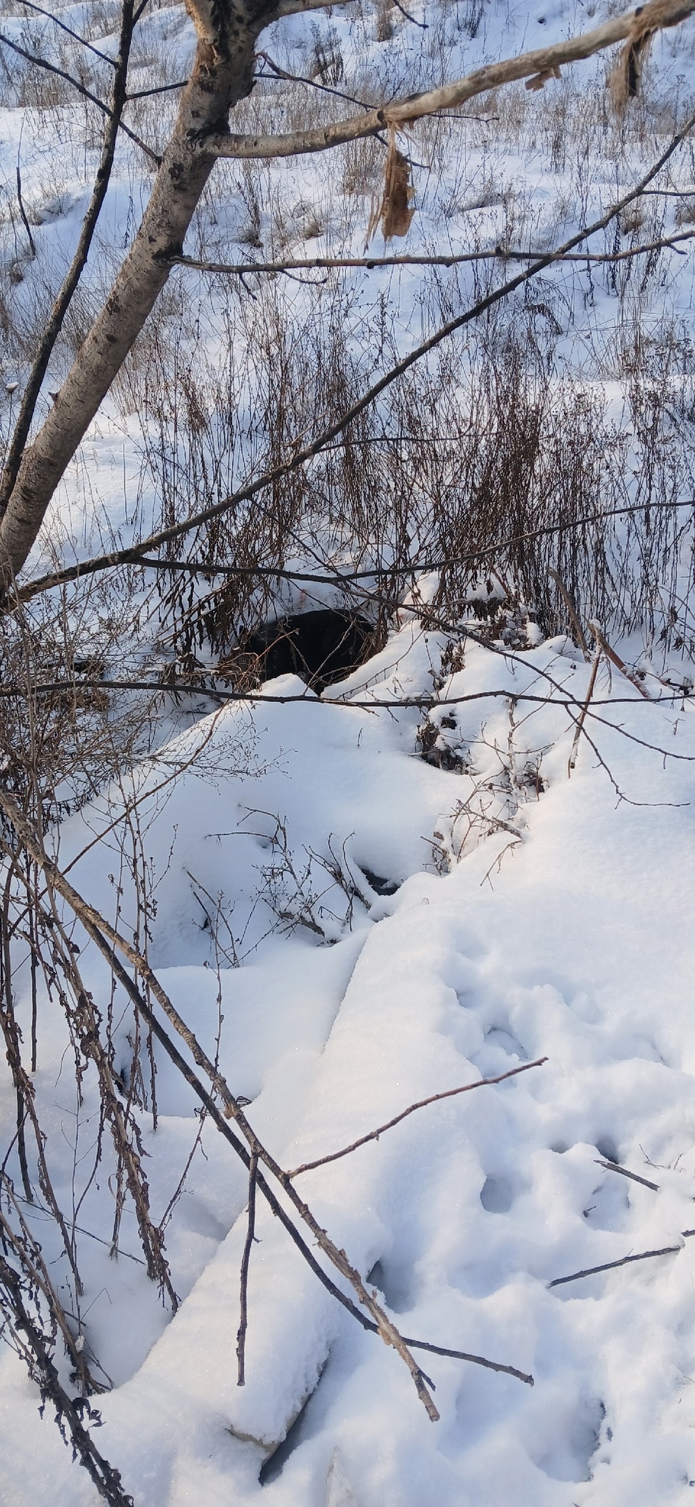 Найдена собака в Курске — фото объявления