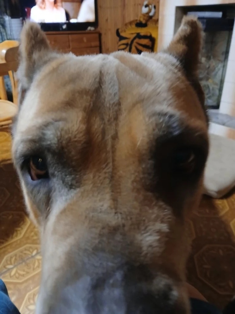 Пропала собака в Курске — фото объявления