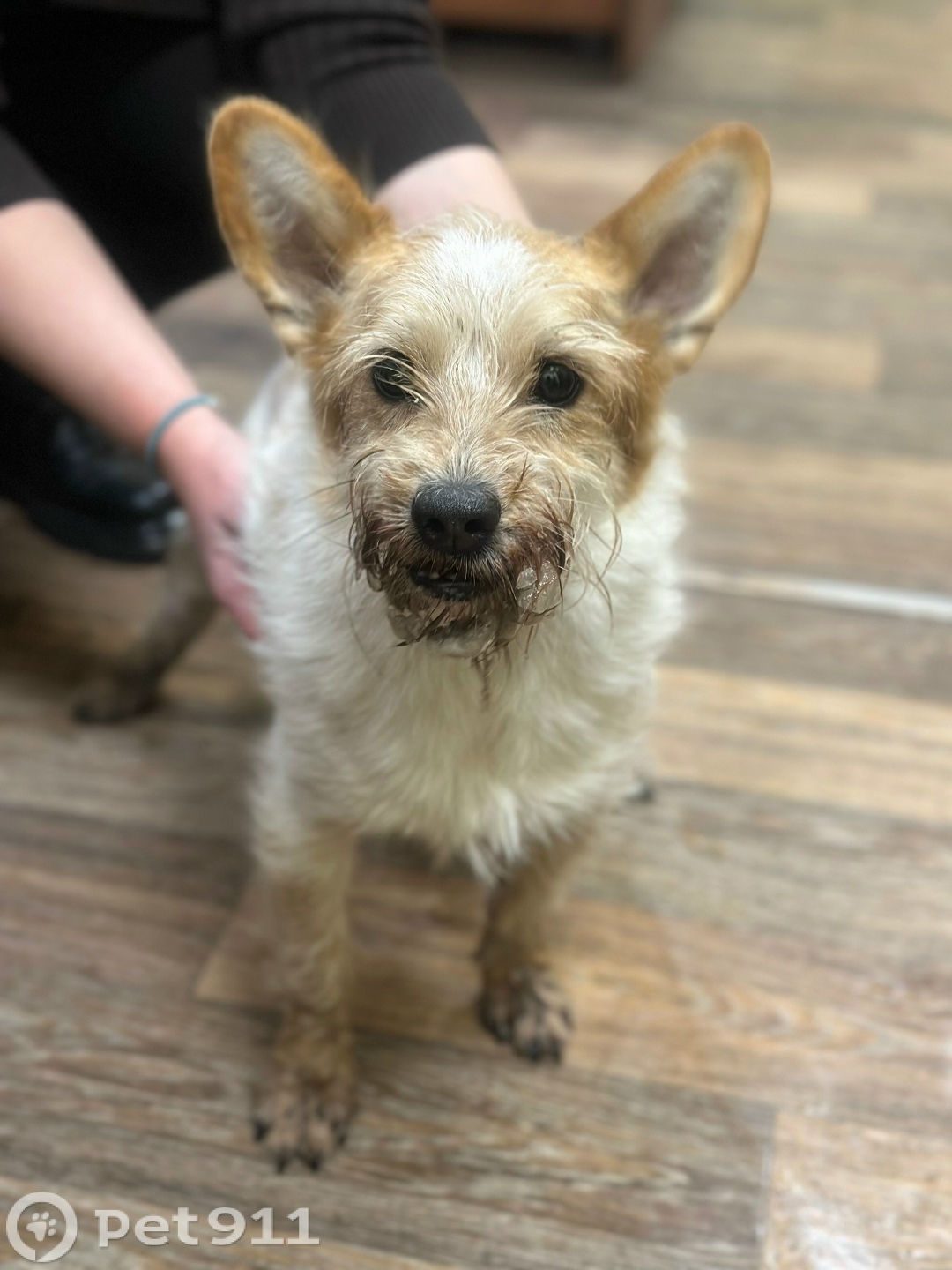 Найдена собака в Курске — фото объявления