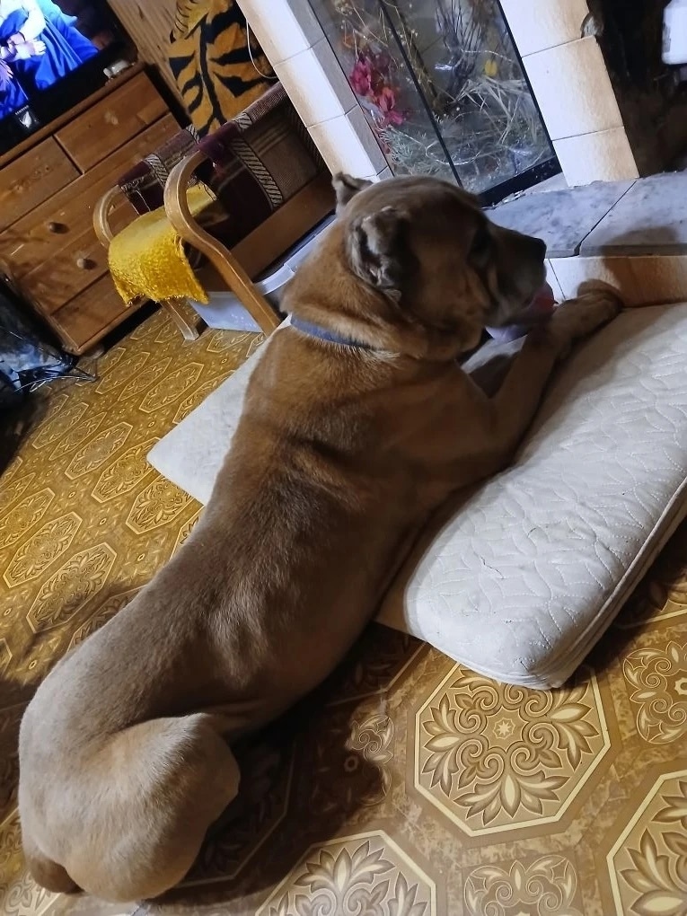 Пропала собака в Курске — фото объявления