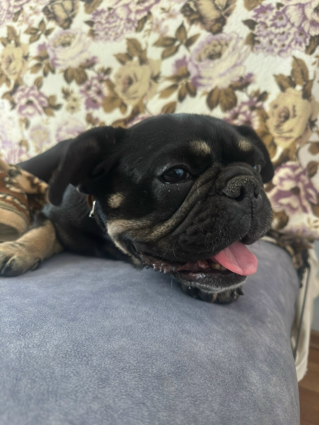 Найдена собака в Курске — фото объявления