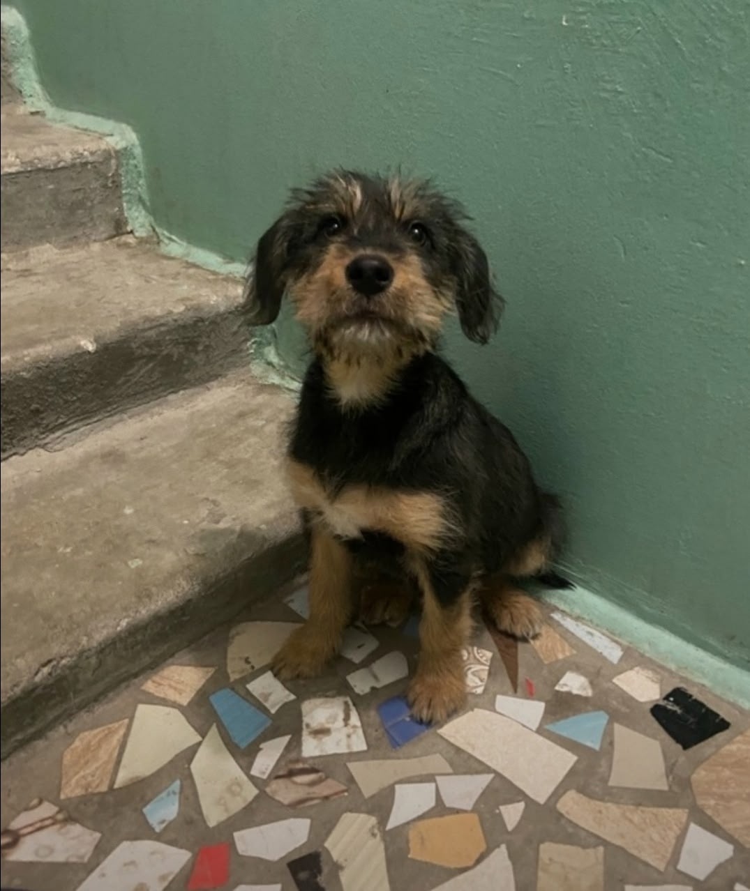 Найдена собака в Курске — фото объявления