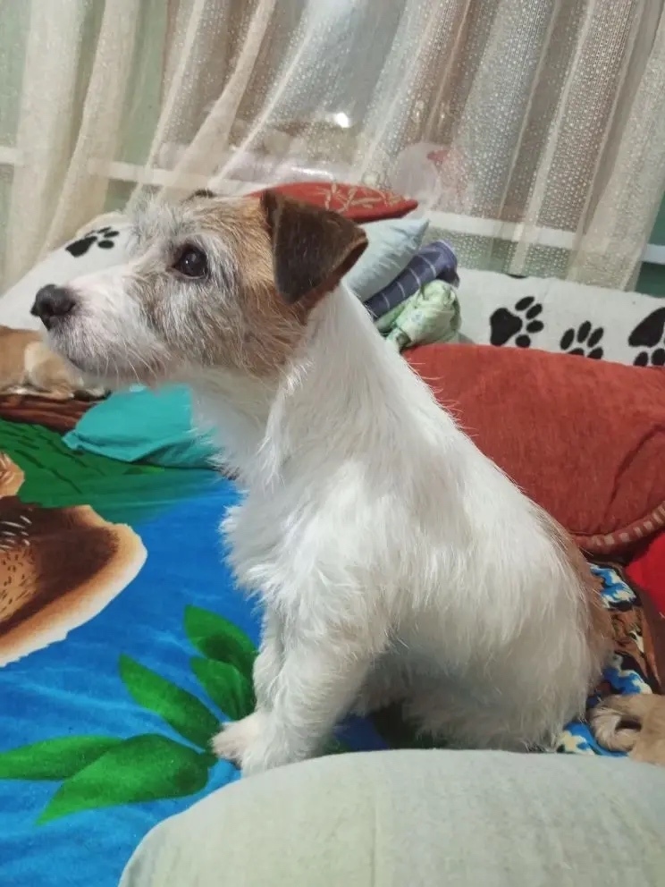 Найдена собака в Курске — фото объявления