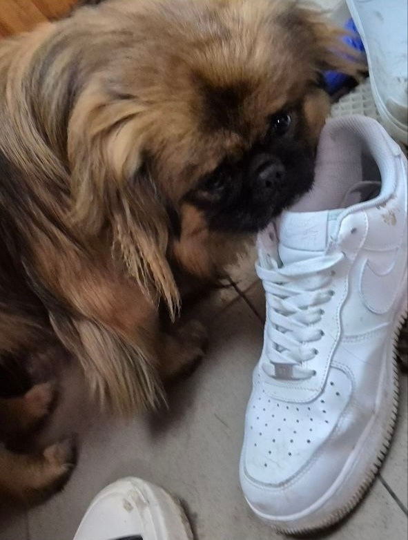 Найдена собака в Курске — фото объявления