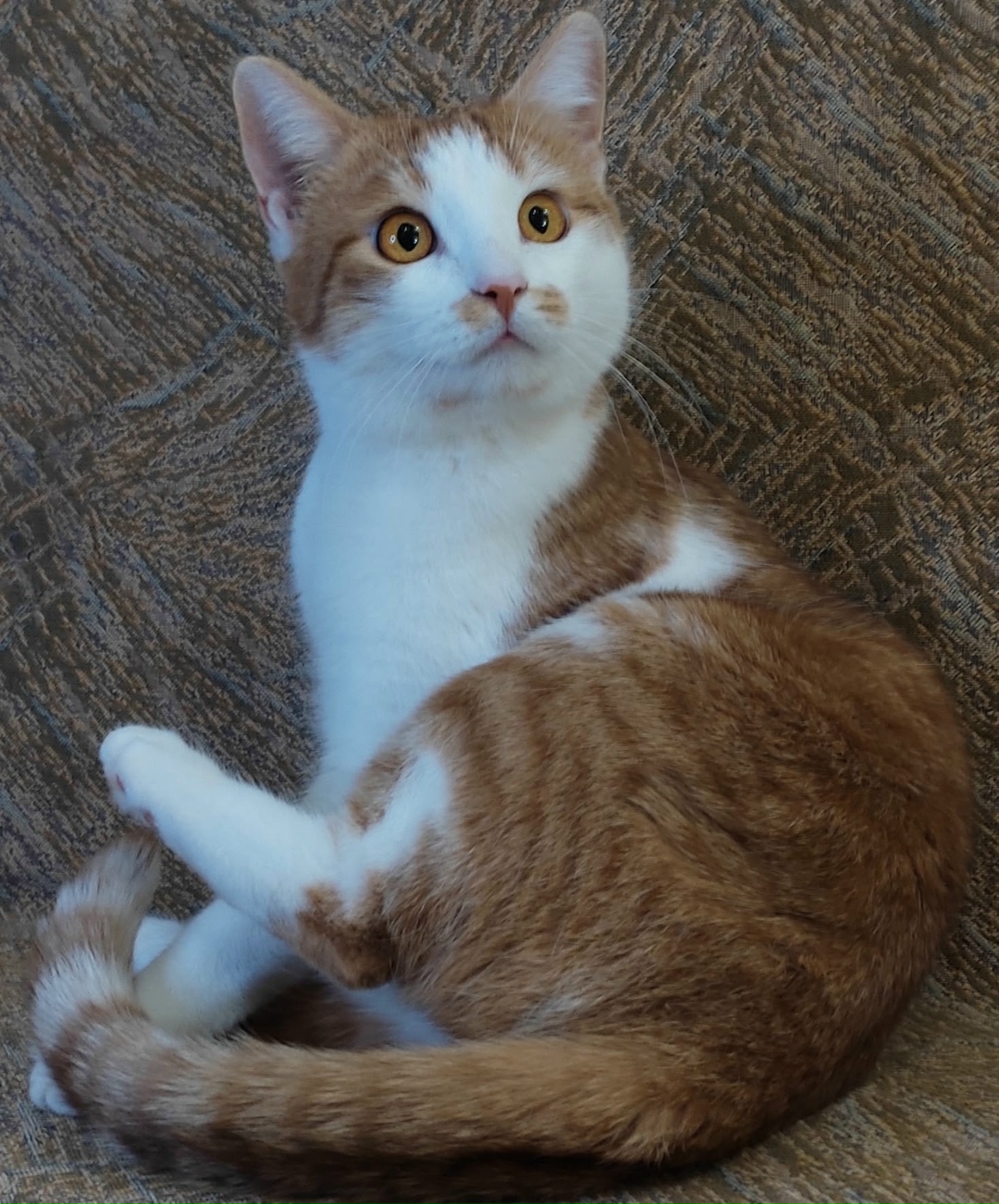 Найдена собака в Курске — фото объявления