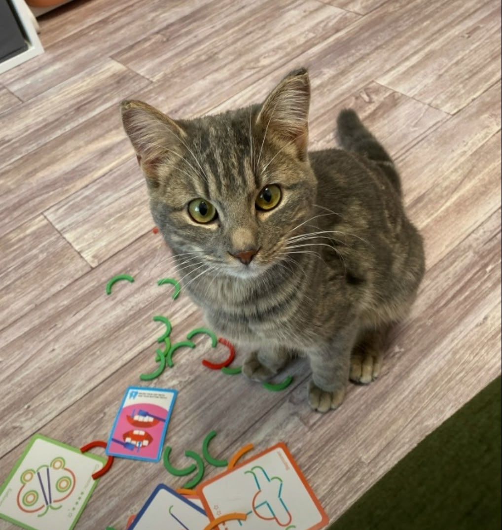 Найдена кошка в Курске — фото объявления