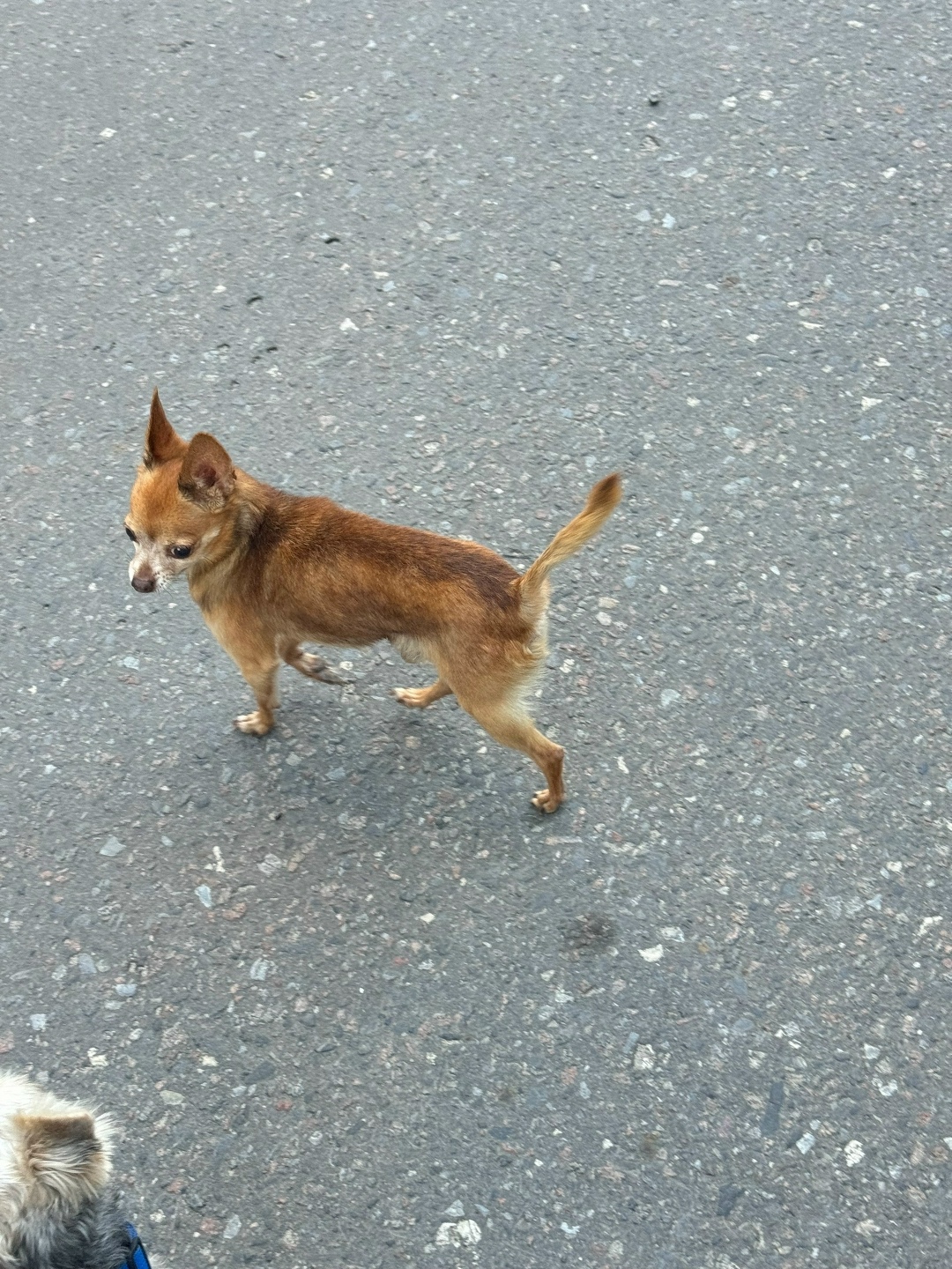 Найдена собака в Курске — фото объявления