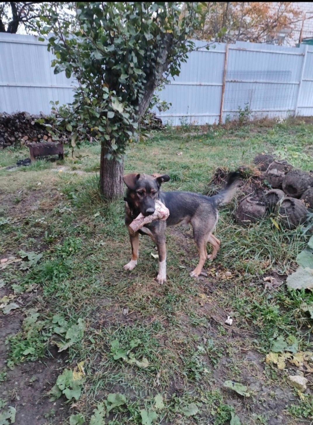 Пропала собака в Курске — фото объявления