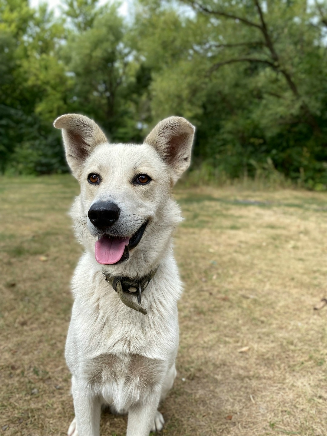 Пропала собака в Курске — фото объявления