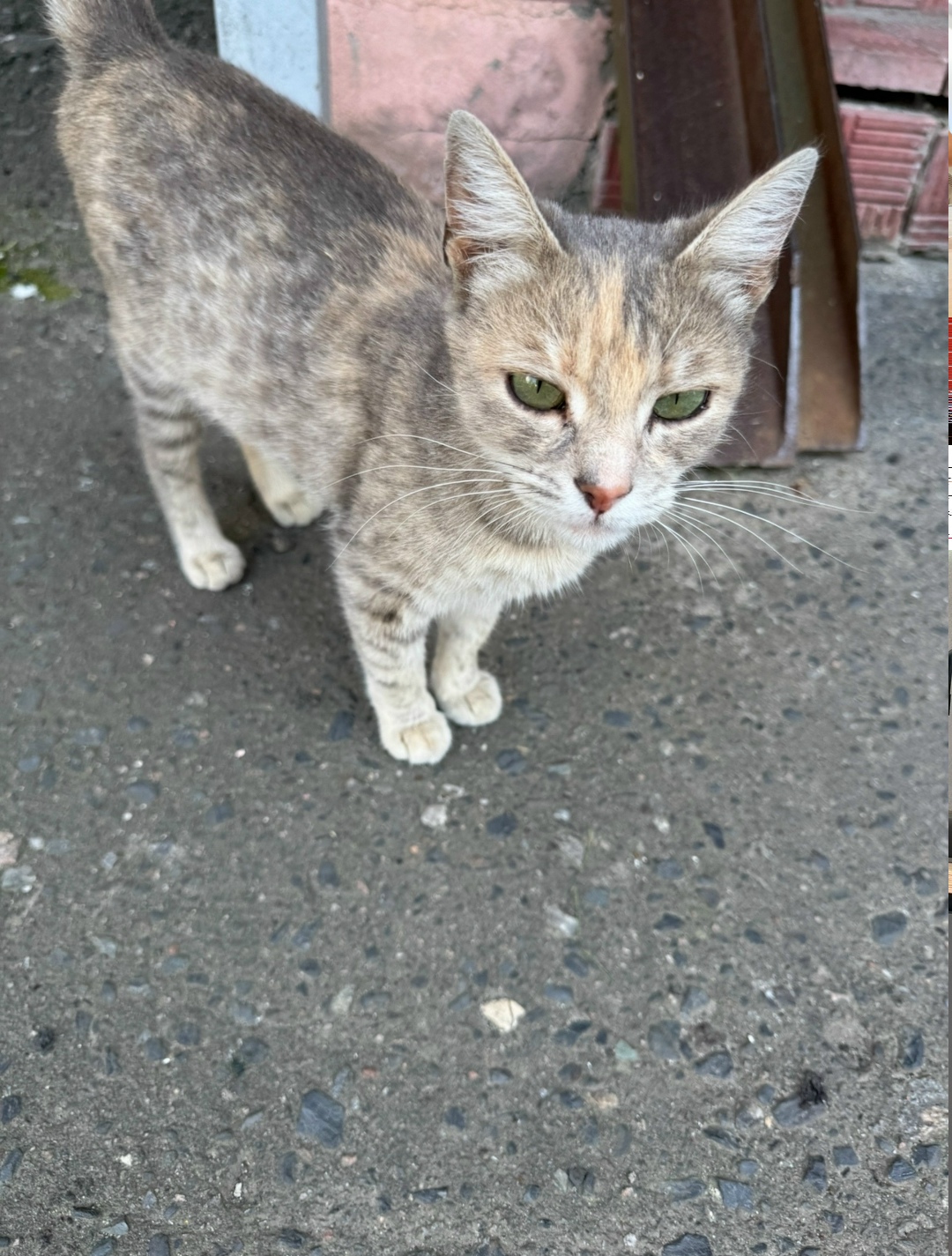 Пропала кошка в Курске — фото объявления