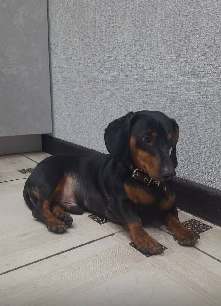 Найдена собака в Курске — фото объявления