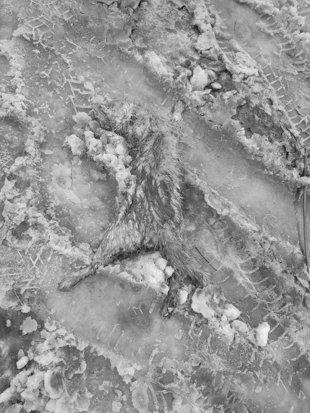 Найдена собака в Курске — фото объявления