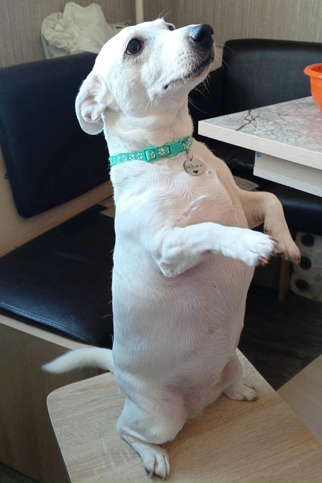 Пропала собака в Курске — фото объявления