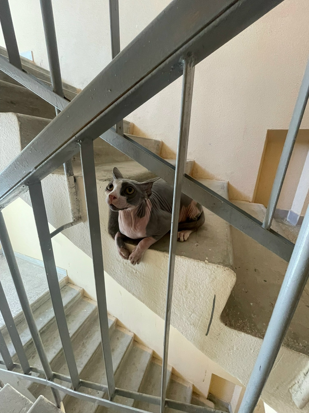 Найдена кошка в Курске — фото объявления