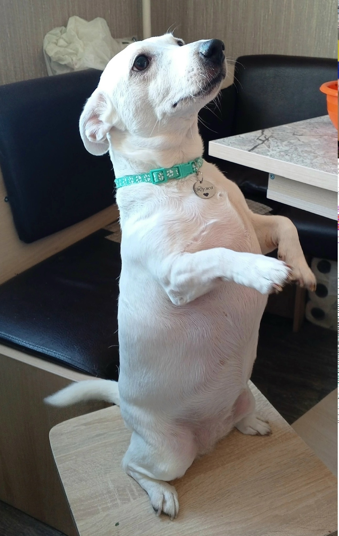 Пропала собака в Курске — фото объявления