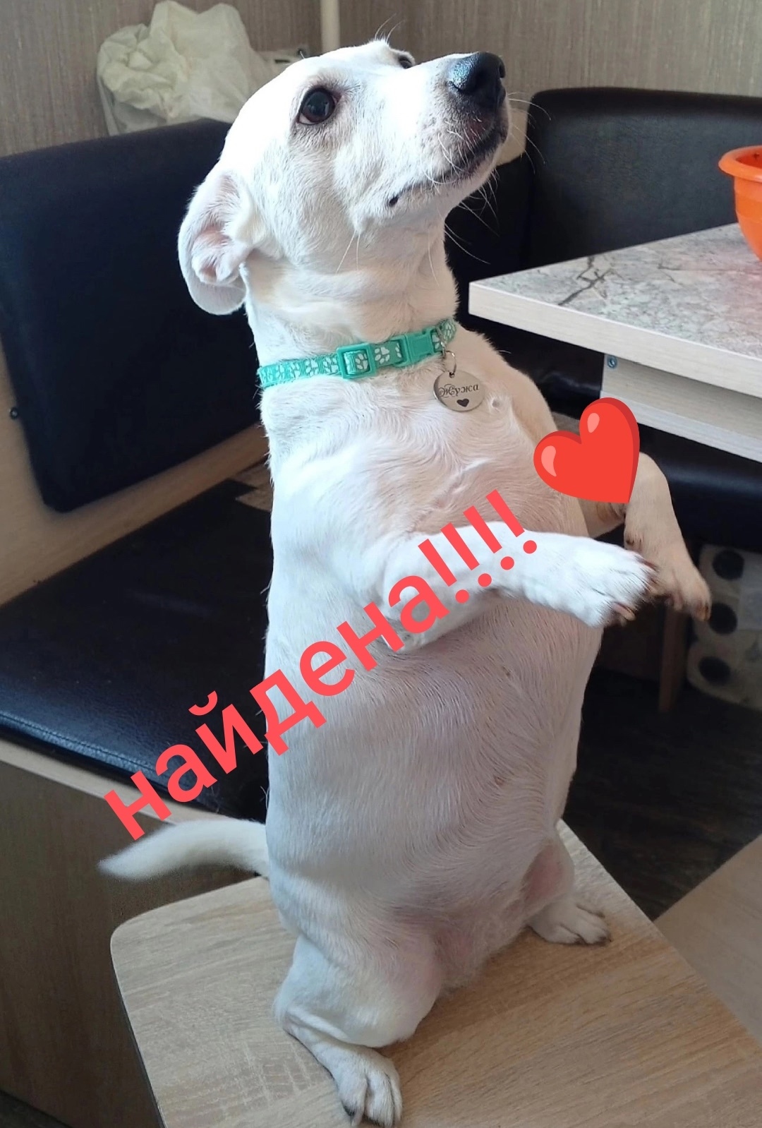 Пропала собака в Курске — фото объявления