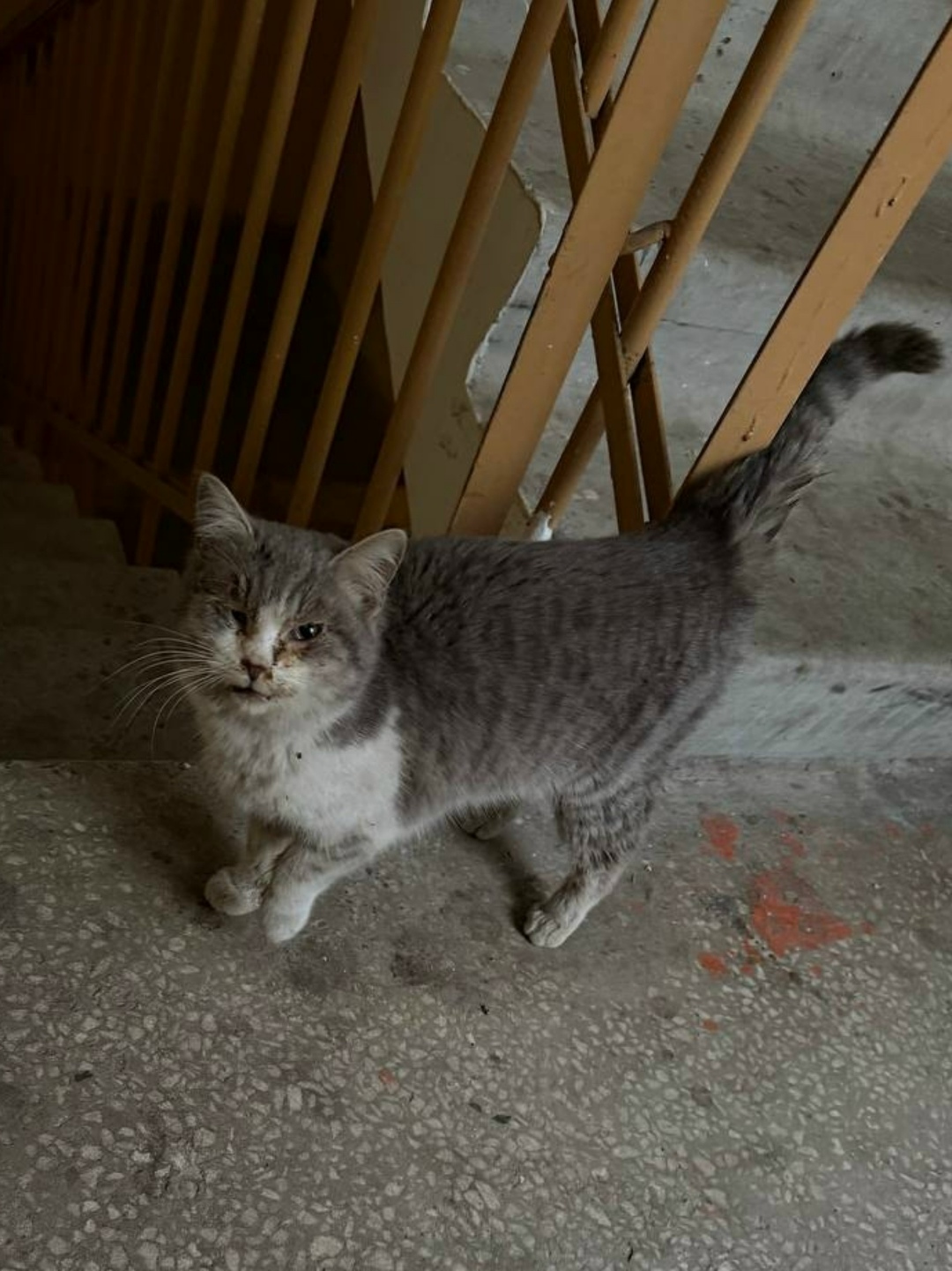 Найдена собака в Курске — фото объявления