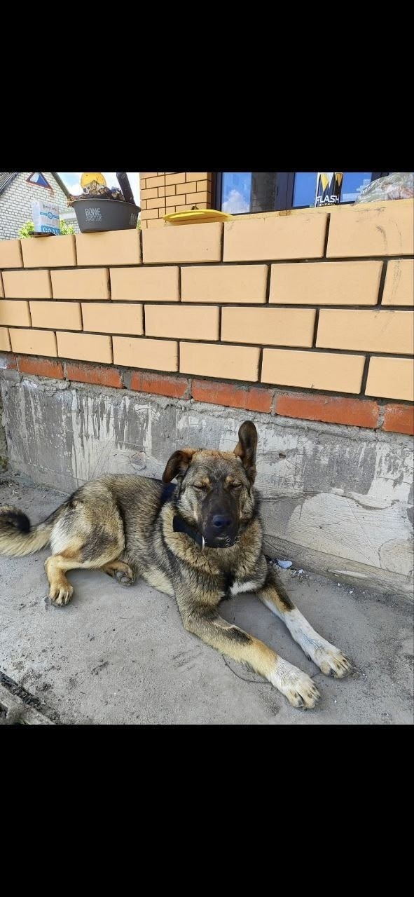 Пропала собака в Курске — фото объявления