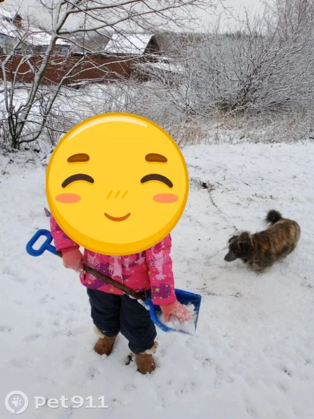 Пропала собака в Курске — фото объявления