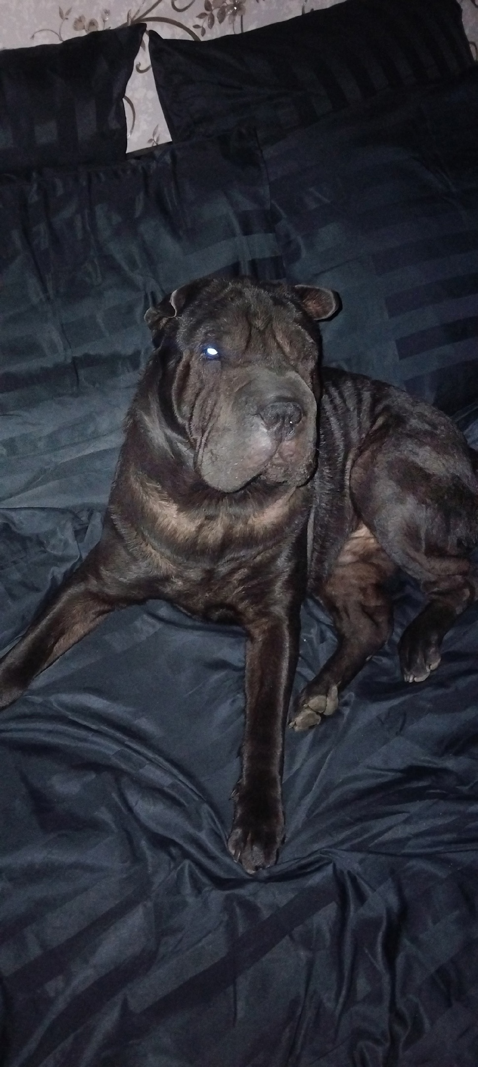 Пропала собака в Курске — фото объявления