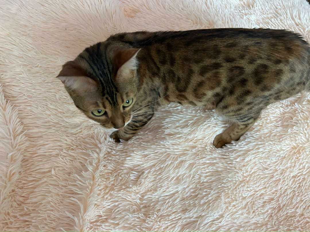 Пропала кошка в Курске — фото объявления