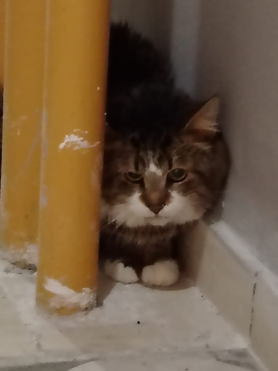 Найдена кошка в Курске — фото объявления