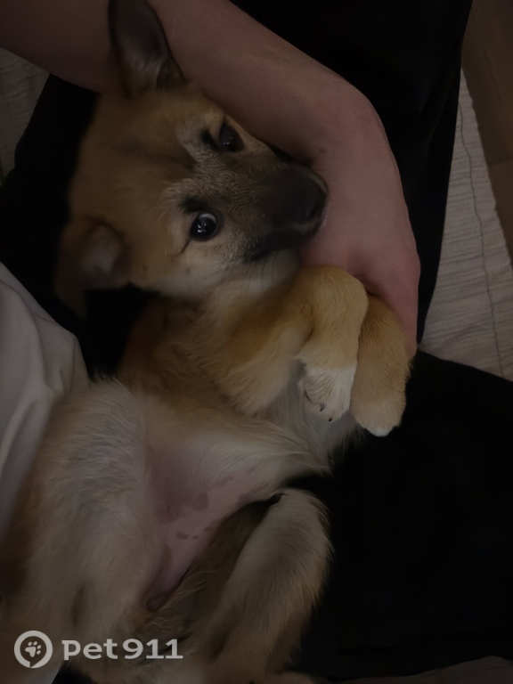 Найдена собака в Курске — фото объявления