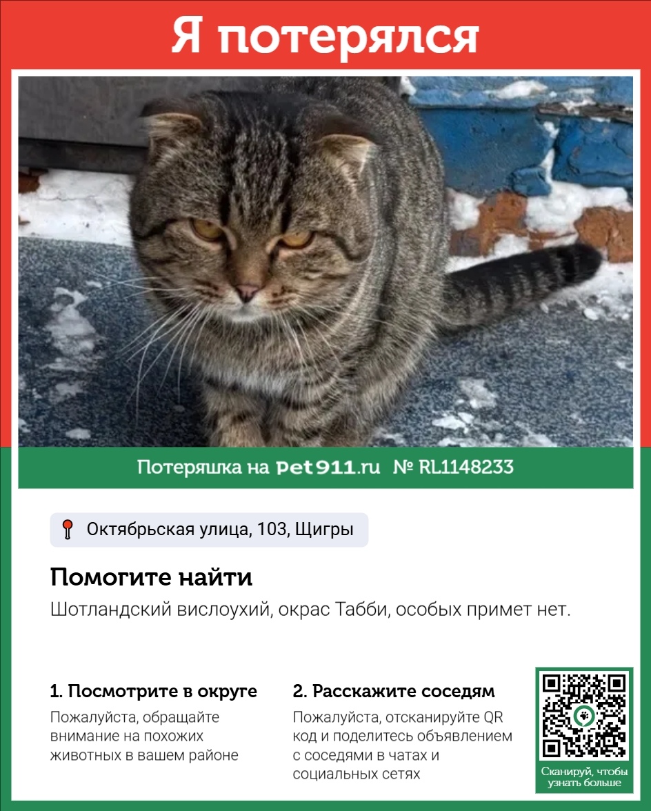 Пропала кошка в Курске — фото объявления