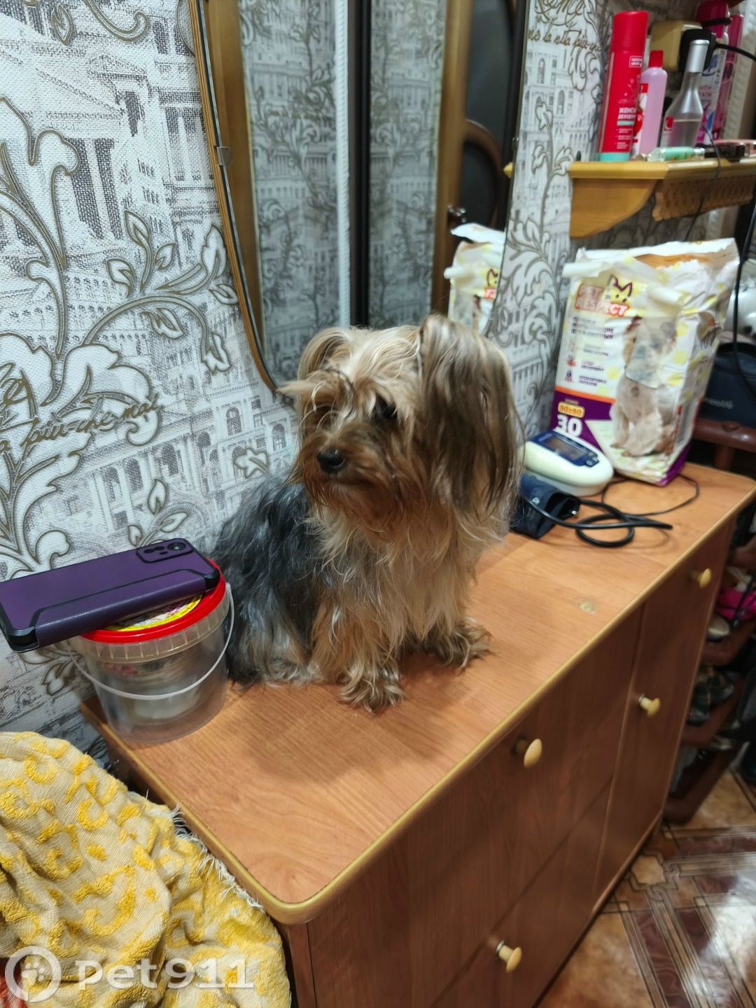 Найдена собака в Курске — фото объявления