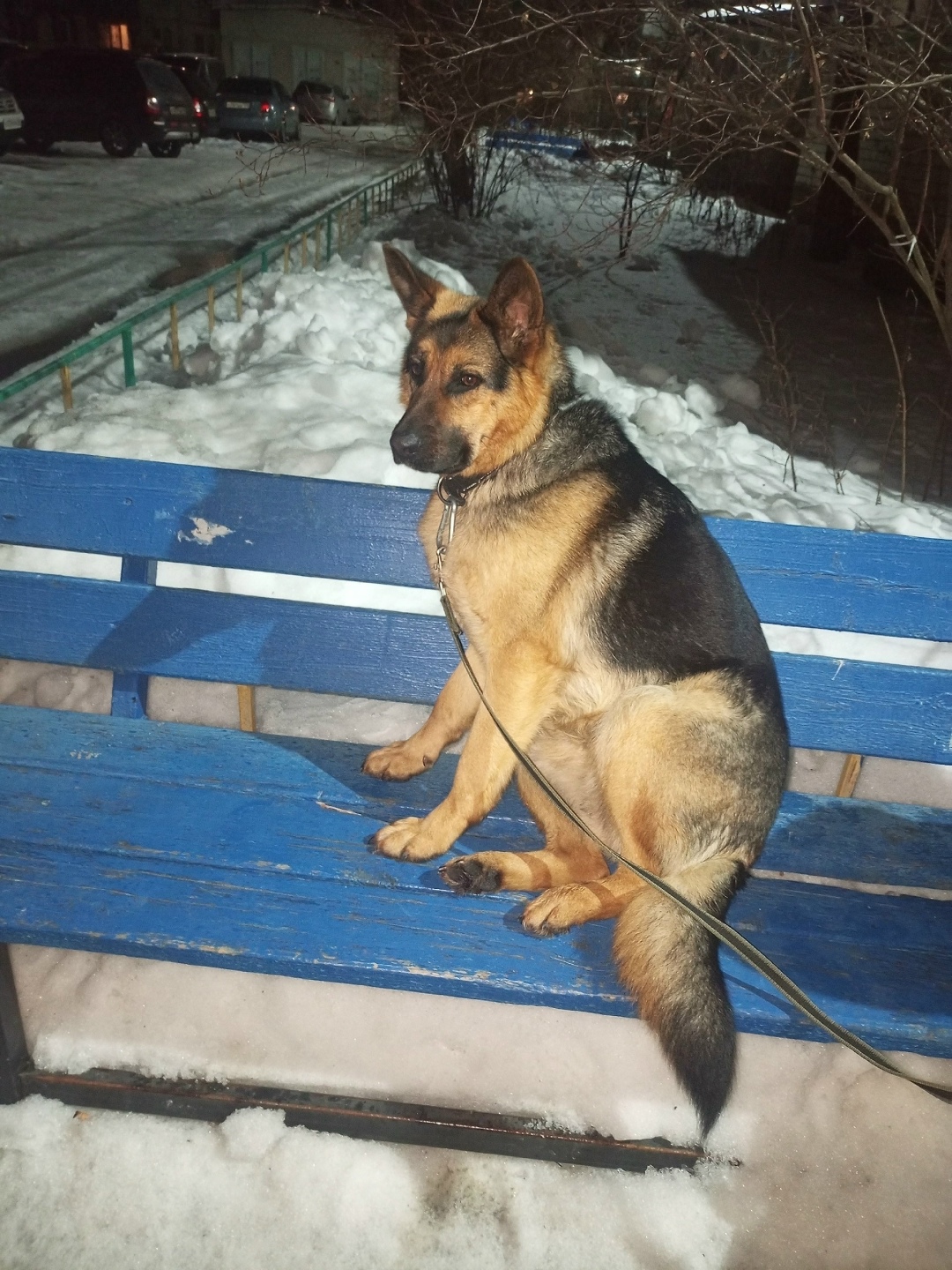 Найдена собака в Курске — фото объявления